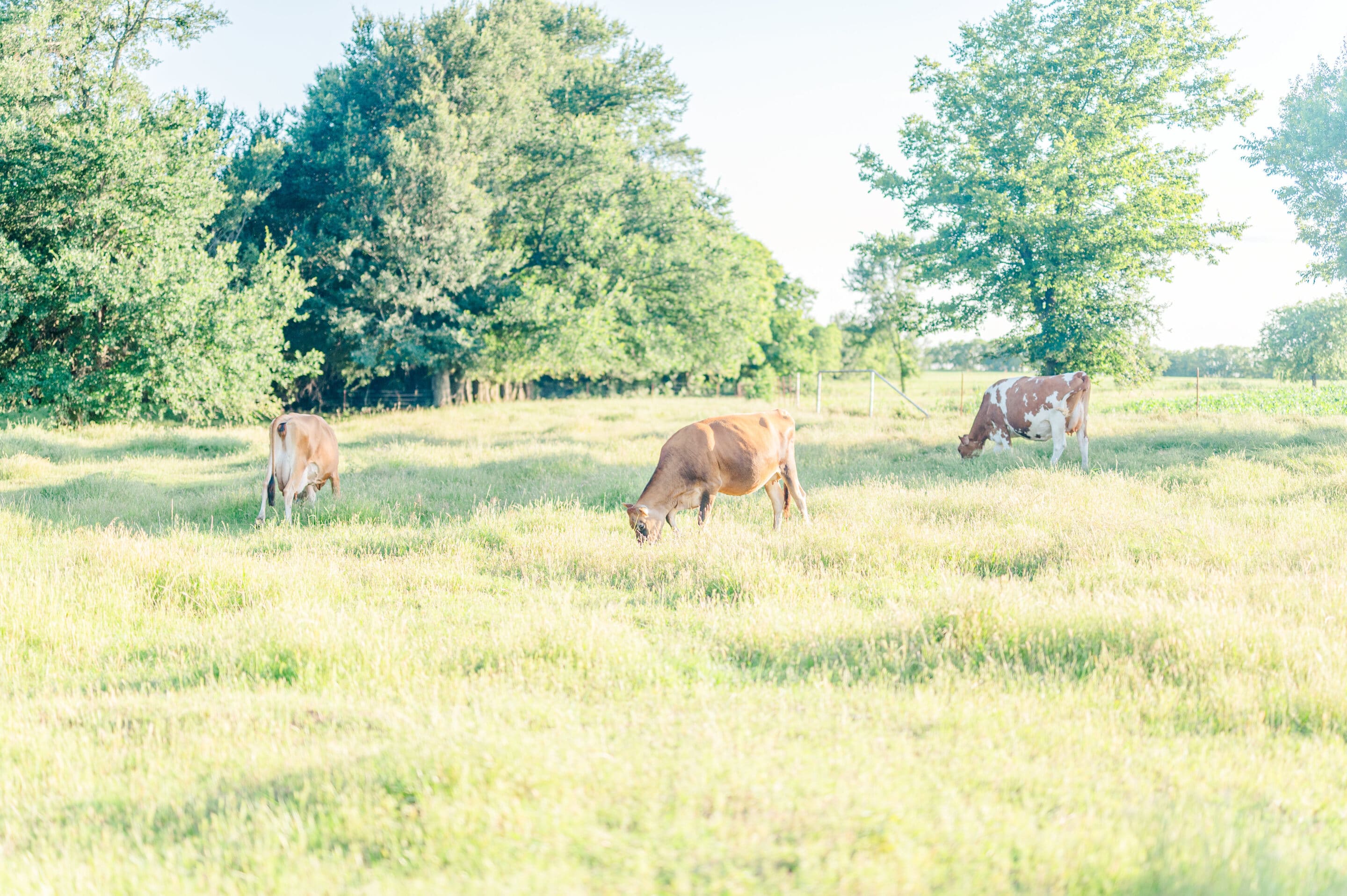 sweetpastures 2025Spring 22 cows grazing scaled